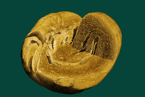 X-ray-micro-CT-coffee-bean-material-analysis-NDT-crystallography-spectroscopy-applications