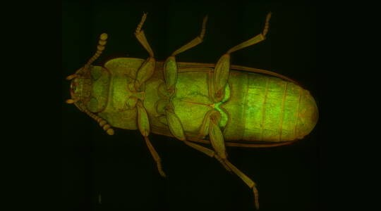 Laser-free-confocal-fluorescence-microscopy